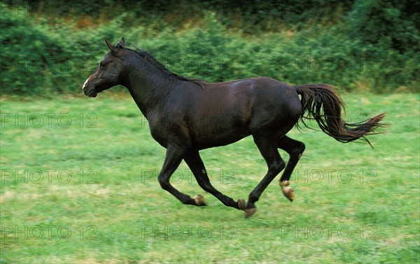 Shagya horse