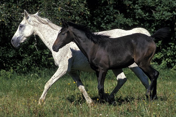 Arabian horse