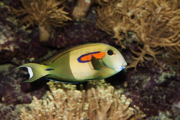 Orange spotted surgeonfish