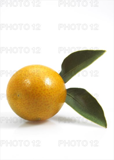 KUMQUAT