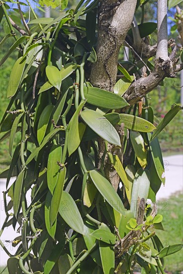 Vanilla plants