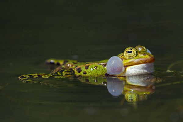 Edible frog