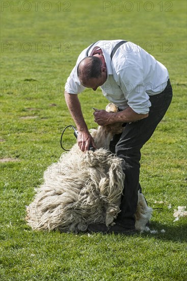 Shearing machine for shearing the wool fleece of a white sheep with motor-driven toothed knife cutter