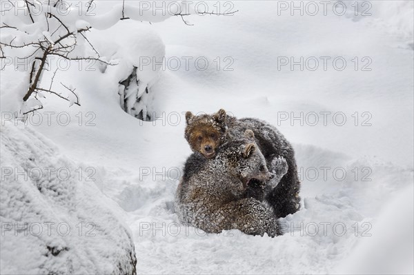 Two 1-year-old brown bear cubs