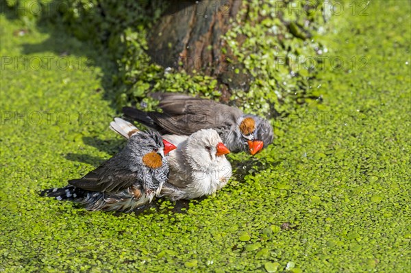 Three zebra finches