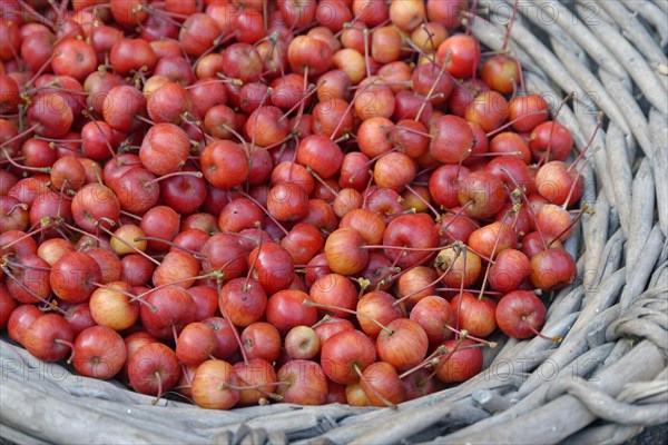 Fruits of the European crab apple