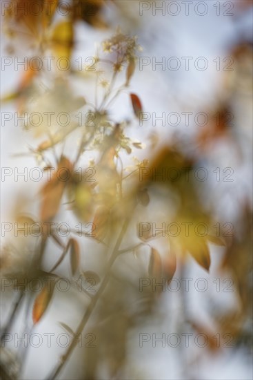 Snowy mespilus