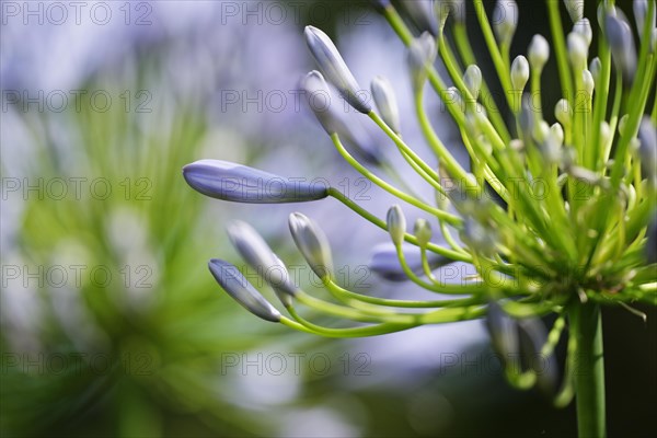 Lilies of the Nile