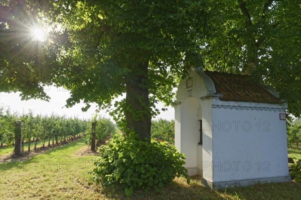 Little chapel with limetree