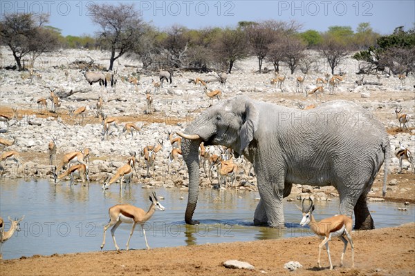 African elephant