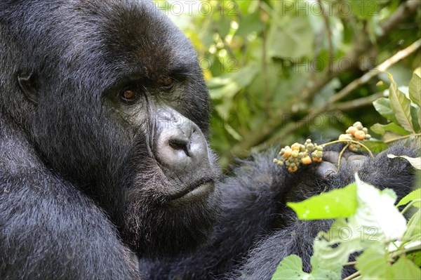 Portrait of a male silverback mountain gorilla