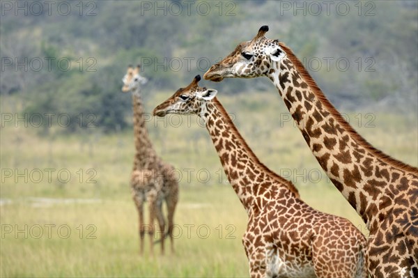 Masai giraffe