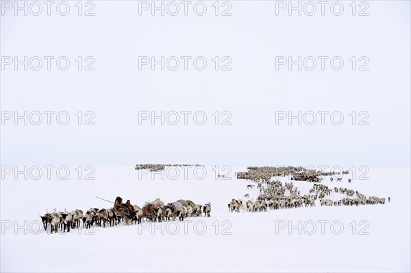 Nenets shepherds on their spring migration in the tundra with a sledge pulled by Reindeer