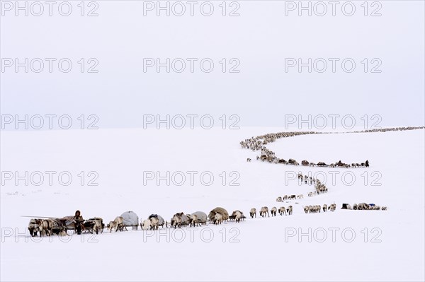 Nenets shepherds on their spring migration in the tundra with a sledge pulled by Reindeer