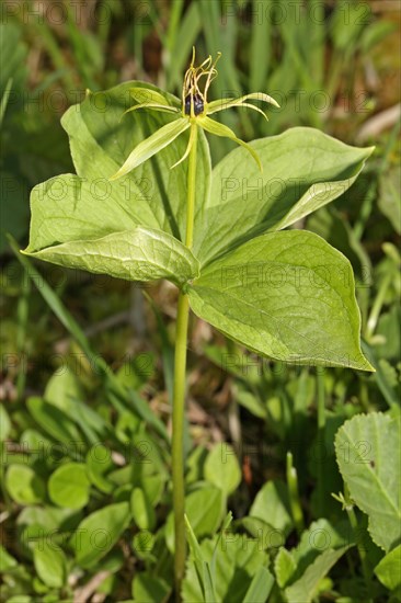 Four-leaved dewberry