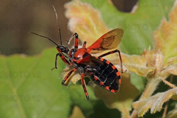 Red assassin bug