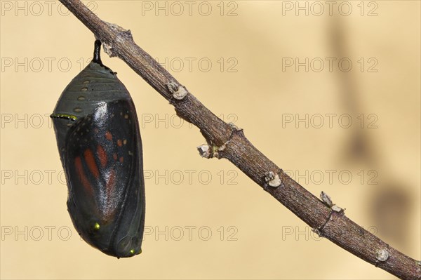 Monarch butterfly