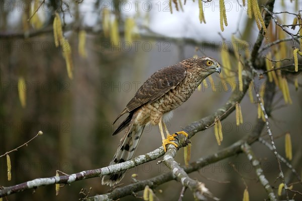 EUROPEAN SPARROWHAWK