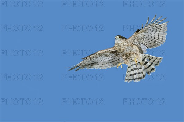 EUROPEAN SPARROWHAWK