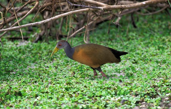 Giant Wood-Rail