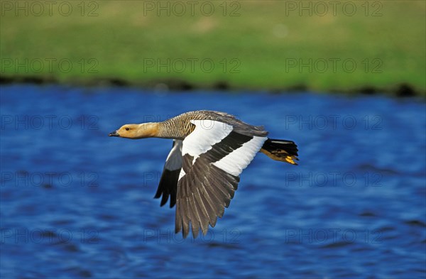 Kelp goose