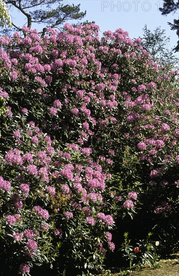 Flowering rhododendrons