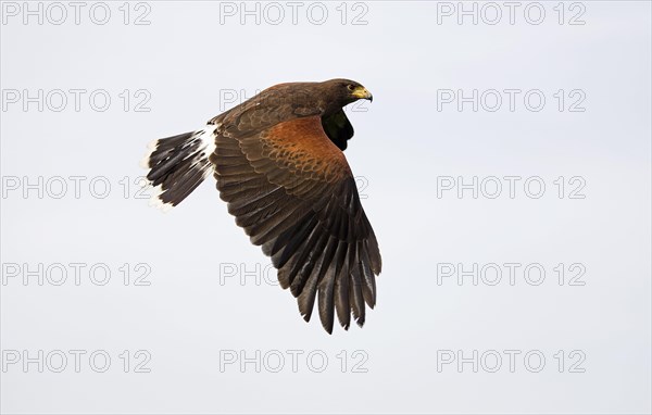 Harris's hawk