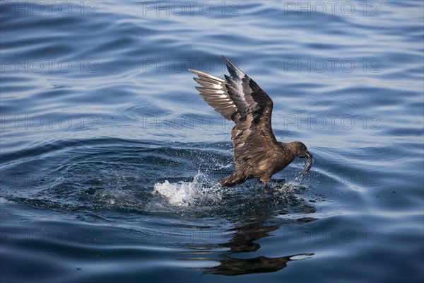 ANTARCTIC Brown Skua