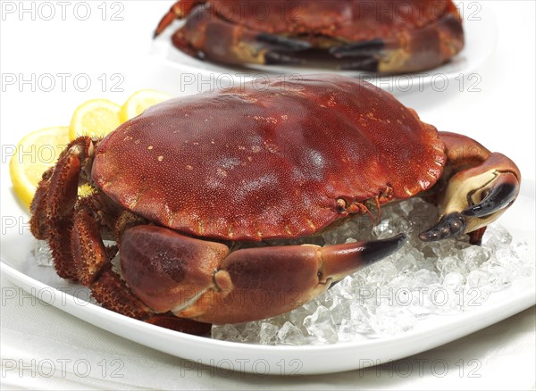 Fresh crab