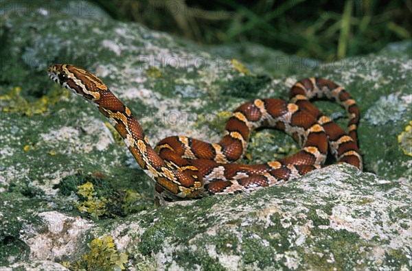 Corn snake