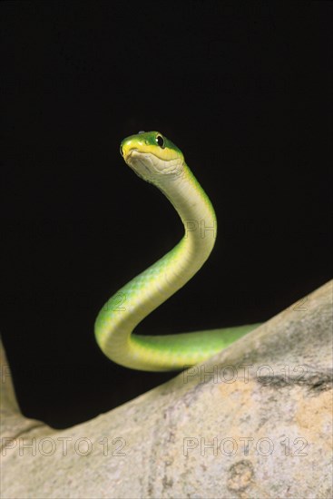 Green snake