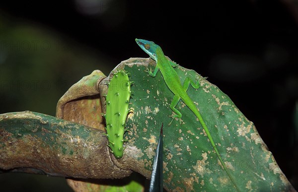 GREEN REAL IRON SNAKE OR CAROLINE Carolina anole