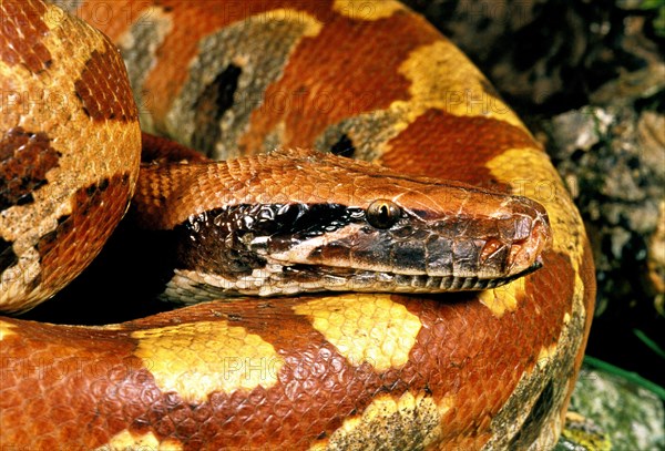 Blood python