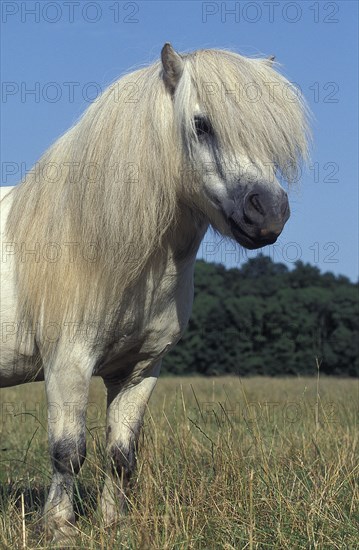 SHETLAND PONY