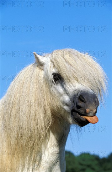 SHETLAND PONY