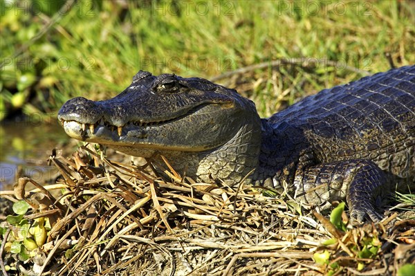 SPECTACLED CAIMAN