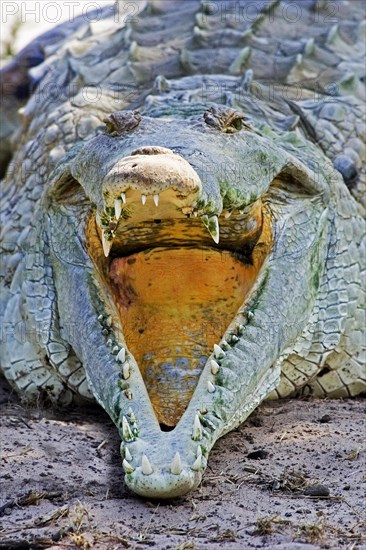 Orinoco Crocodile