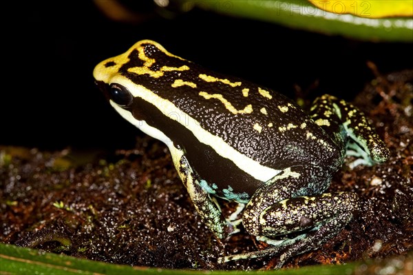 PLEASING POISON FROG epipedobates bassleri