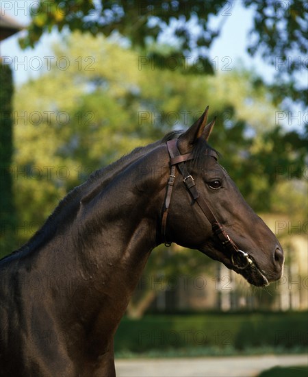 English thoroughbred horse