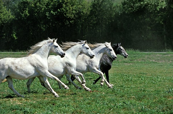 LIPIZZAN HORSE