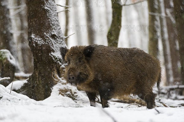 Wild Boar