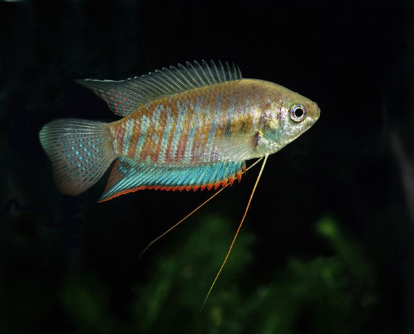 Striped gourami