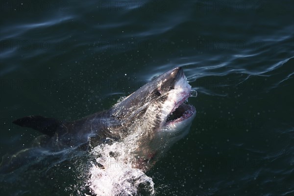 Great white shark