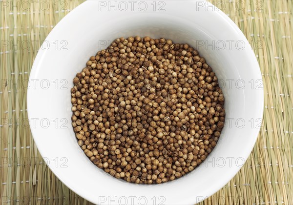 CORIANDER