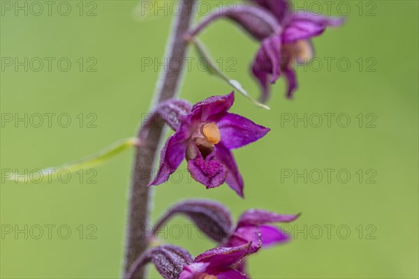 Dark red helleborine