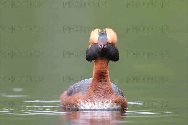 Horned Grebe