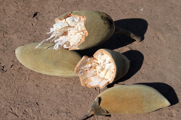 African baobab