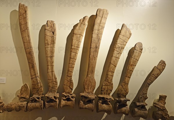 Spine and back bones of a Spinosaurus egyptiacus