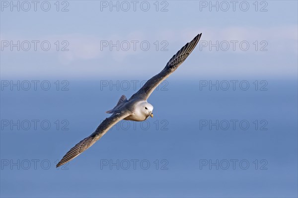 Northern fulmar