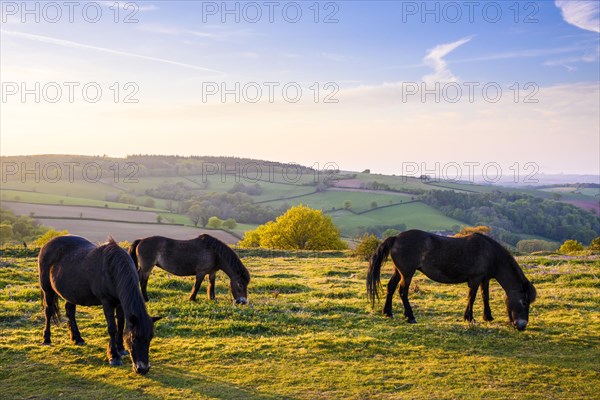 Exmoor Ponies on Cothelstone Hill in the Quantock Hills